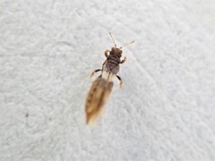 Sigmothrips aotearoana