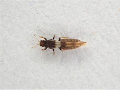 Sigmothrips aotearoana