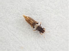 Sigmothrips aotearoana
