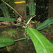 Philodendron burle-marxii - Photo (c) Ana Maria Benavides, osa oikeuksista pidätetään (CC BY-NC), lähettänyt Ana Maria Benavides