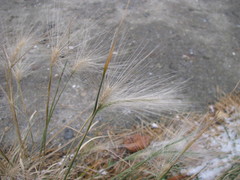 Hordeum jubatum