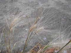 Hordeum jubatum