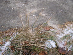 Hordeum jubatum