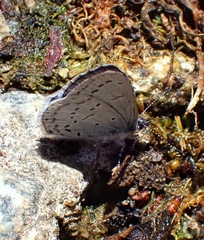 Celastrina echo echo