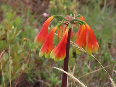 Cyrtanthus obliquus