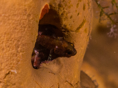 Helcogramma