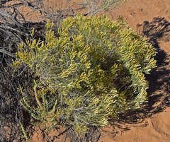 Chrysothamnus greenei