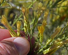 Chrysothamnus greenei