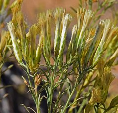 Chrysothamnus greenei