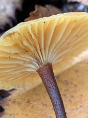 Xeromphalina