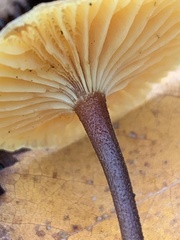 Xeromphalina