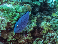 Xanthichthys ringens