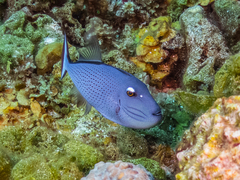 Xanthichthys ringens