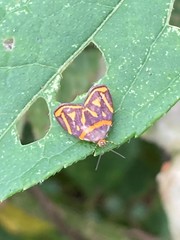 Hemerophila orinympha