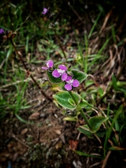 Tradescantieae