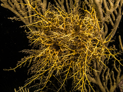 Astrophyton muricatum