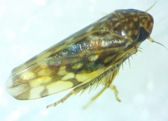 Xestocephalus superbus