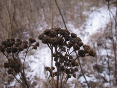 Tanacetum vulgare