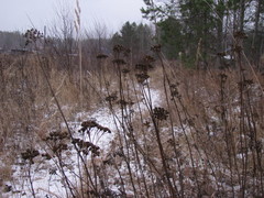 Tanacetum vulgare