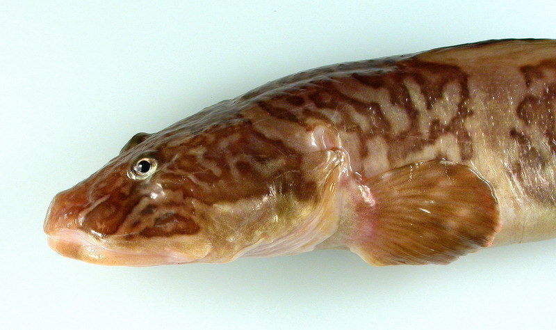 Marbled Eelpout