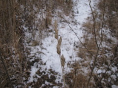 Dactylis glomerata