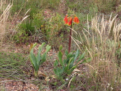 Cyrtanthus obliquus