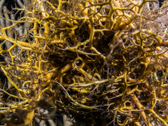 Astrophyton muricatum