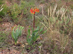 Cyrtanthus obliquus