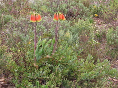 Cyrtanthus obliquus