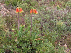 Cyrtanthus obliquus