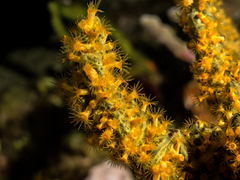 Parazoanthus swiftii