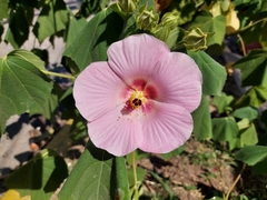 Hibiscus indicus