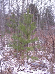 Pinus sylvestris