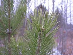 Pinus sylvestris