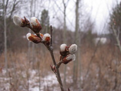 Populus tremula