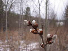 Populus tremula