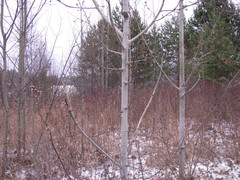 Populus tremula