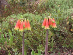 Cyrtanthus obliquus