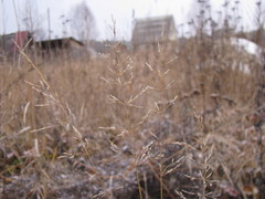 Poeae
