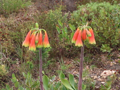 Cyrtanthus obliquus