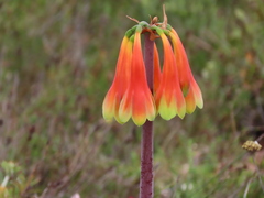 Cyrtanthus obliquus
