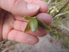 Albuca flaccida