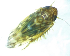 Xestocephalus superbus