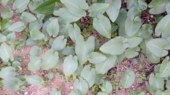 Arisarum simorrhinum