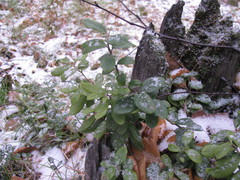 Vaccinium myrtillus