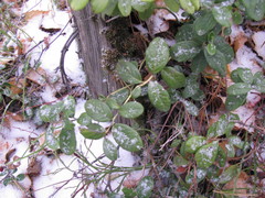 Vaccinium myrtillus