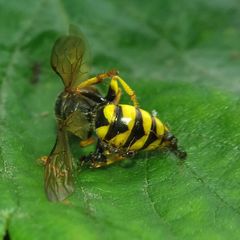 Philanthus triangulum