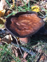 Phlegmacium balteatocumatile