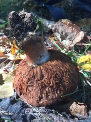 Phlegmacium balteatocumatile