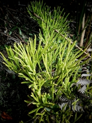 Diphasiastrum thyoides